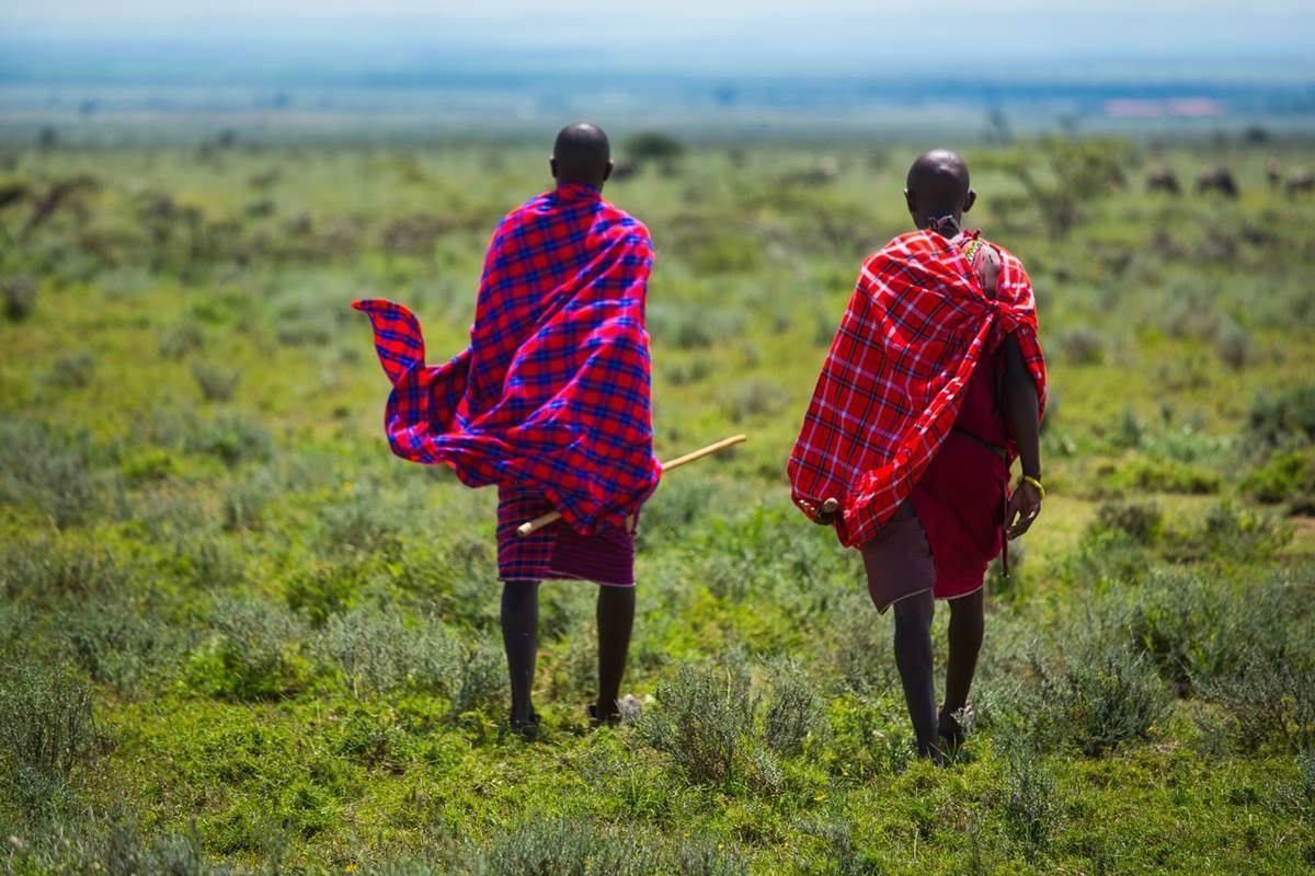 Two Maasai men walking across green grassland