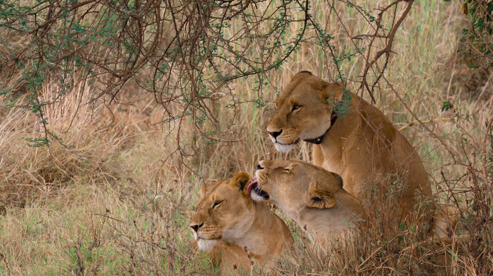 Serengeti wildlife