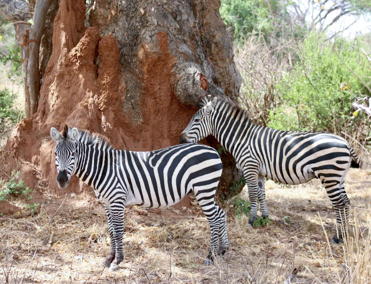 Tanzania wildlife safari