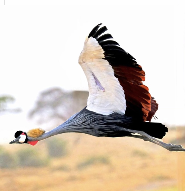 Tanzania wildlife safari