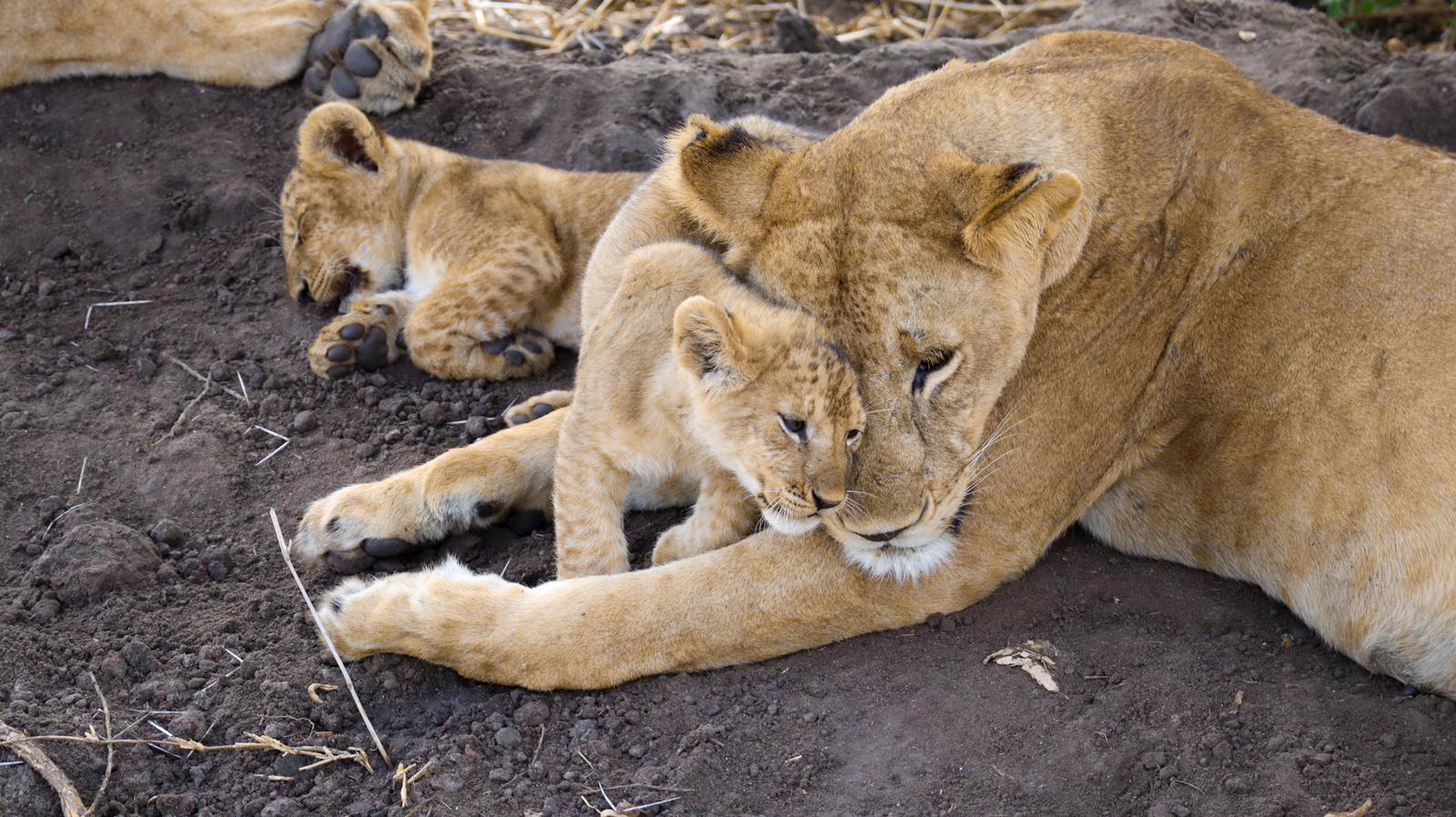 Great Tanzania wildlife safari