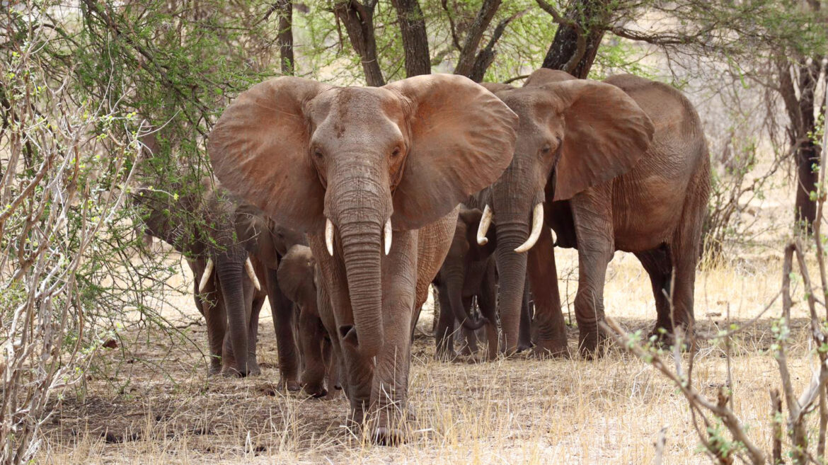 tours and safari in tanzania