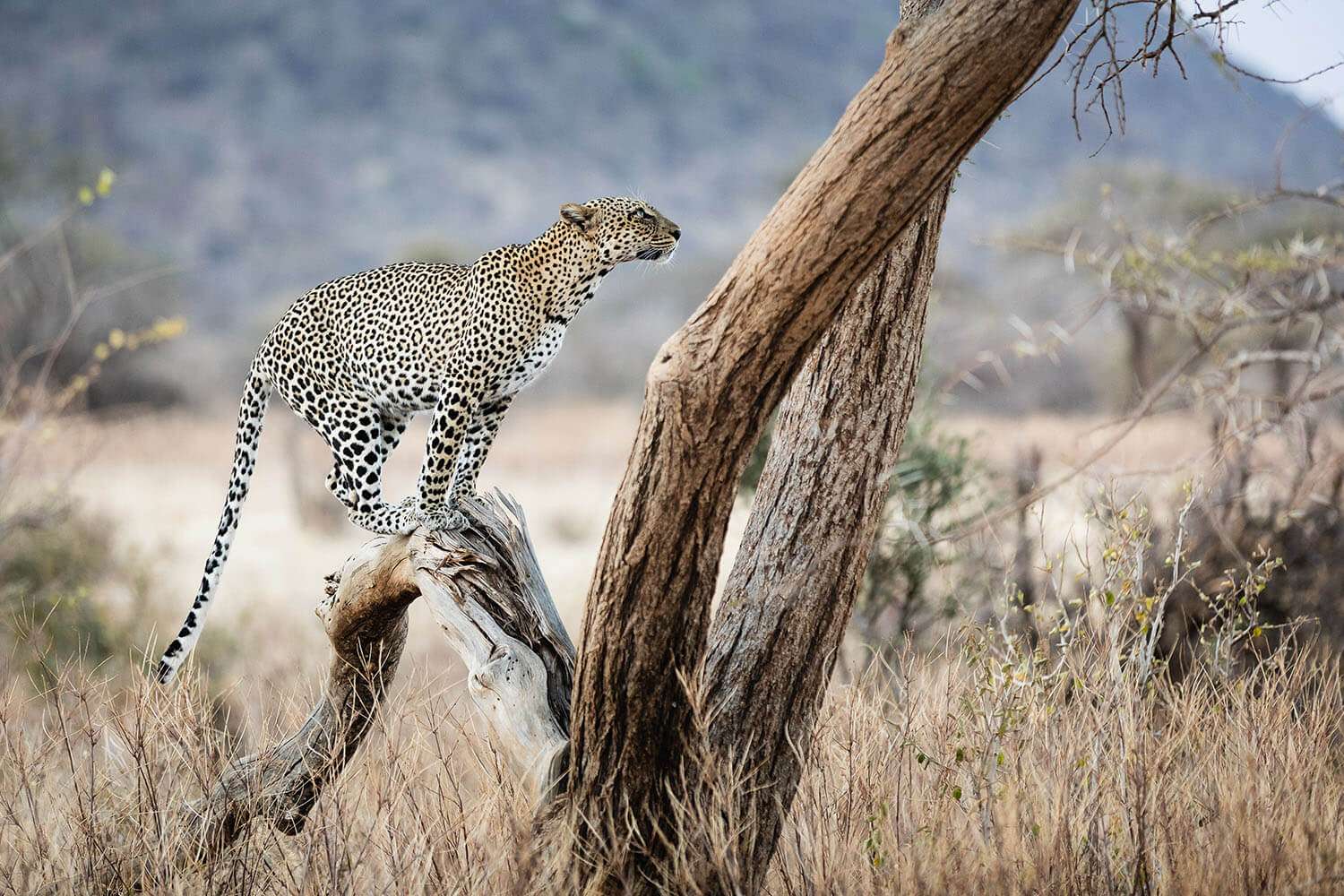 Serengeti plains