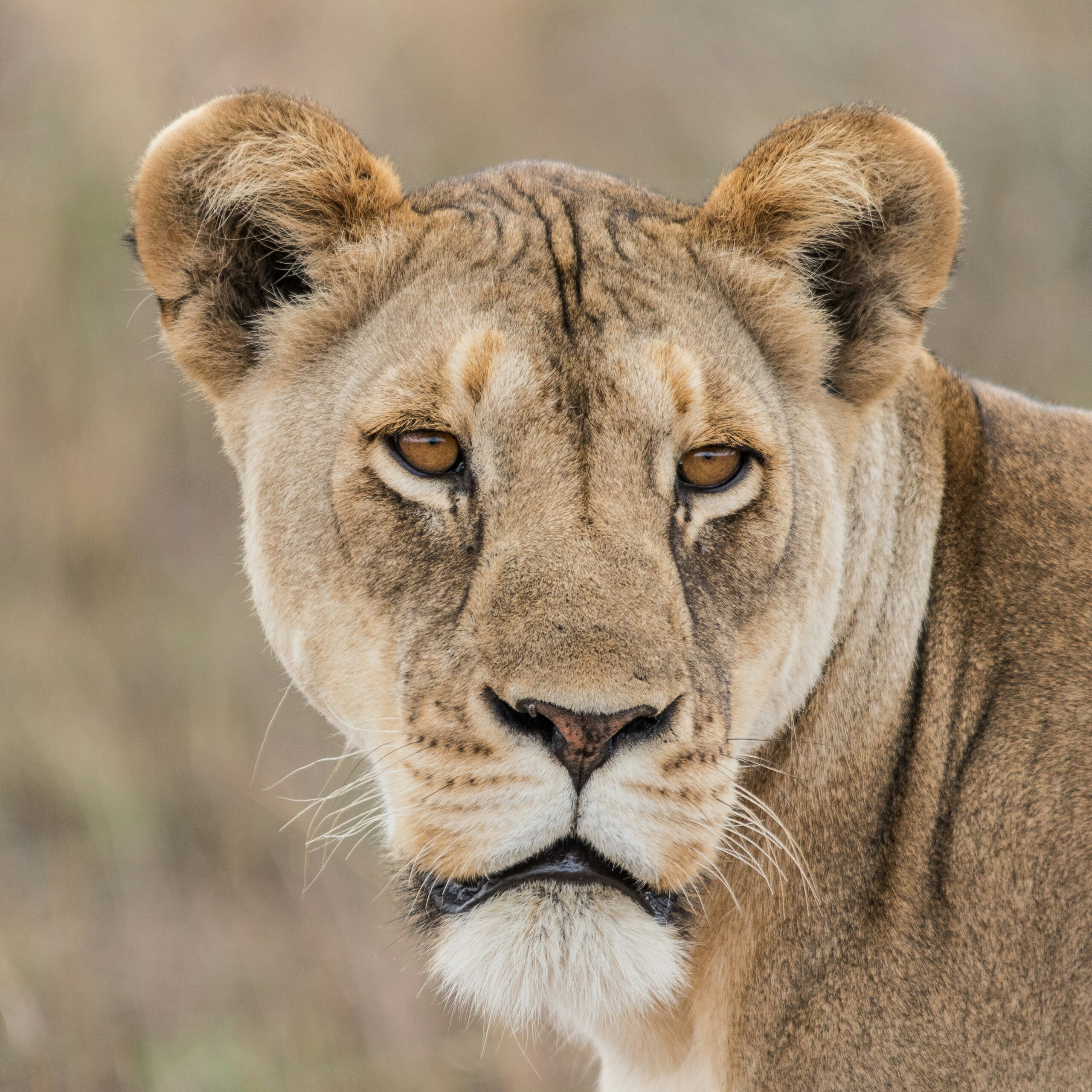 Lion in Tanzania