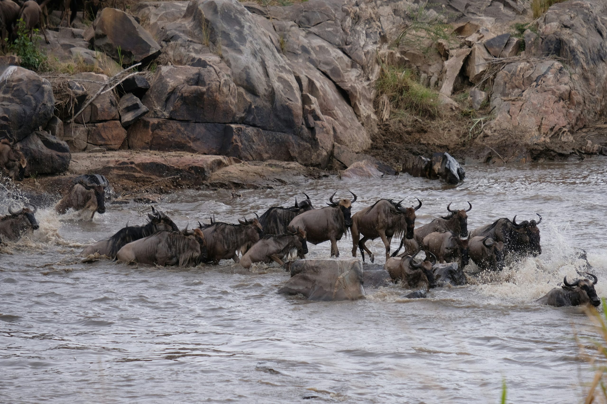 Wildlife safari in Tanzania