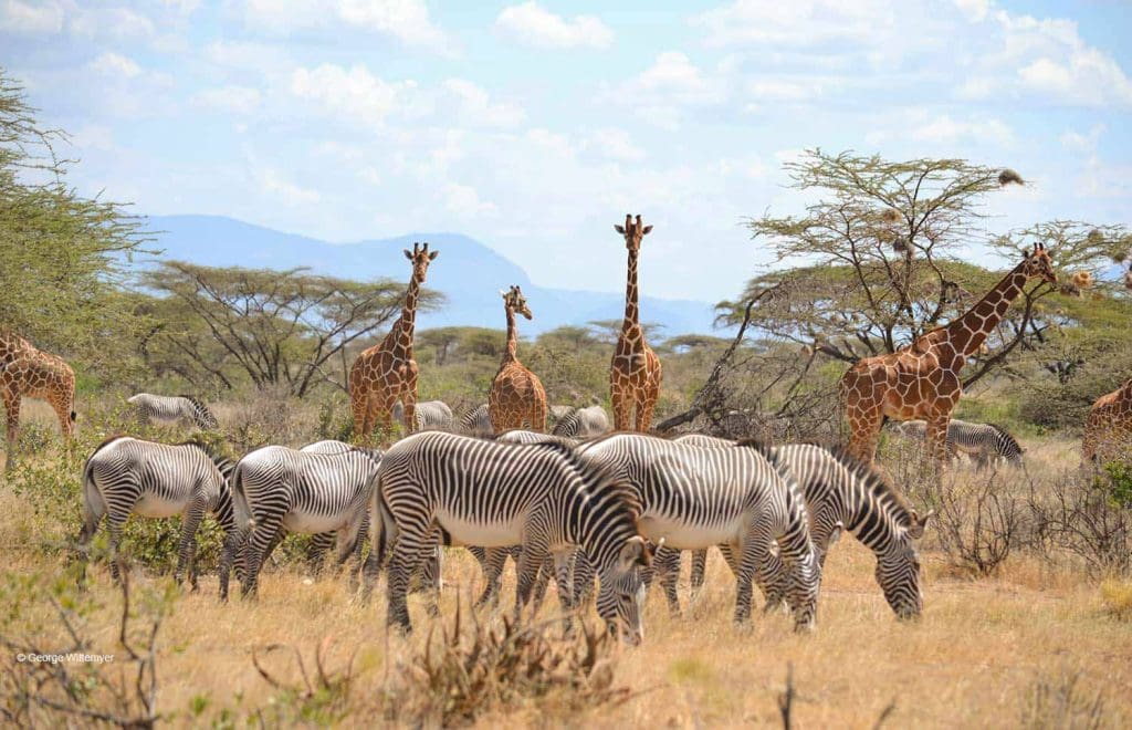 Southern Serengeti wildlife and wildebeest