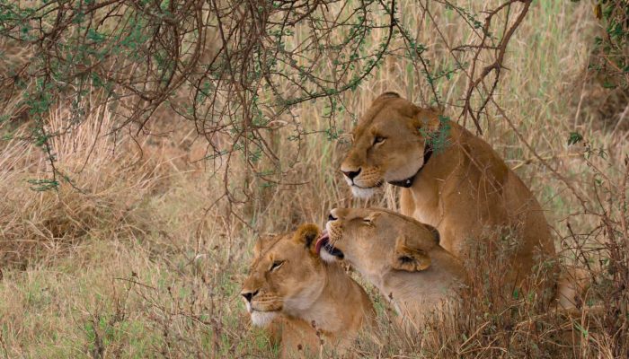 tarangire national park