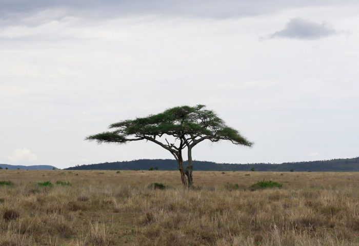 Seronera national park