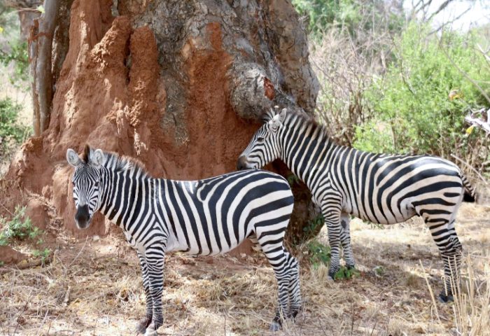 lake manyara national park