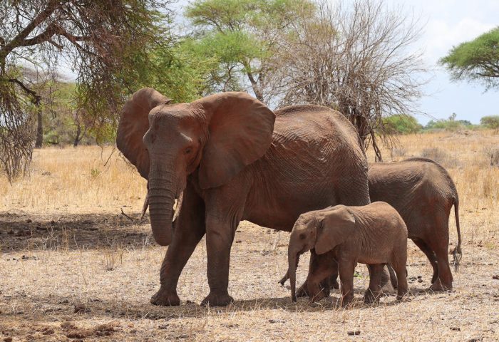 elephant tarangire