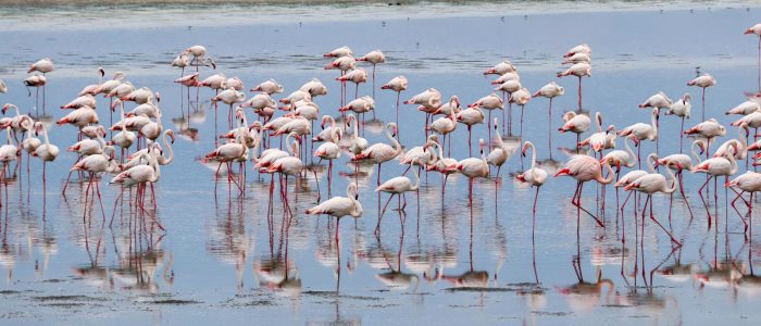Lake natron