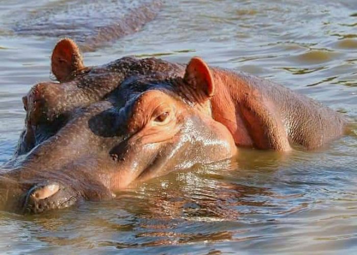 hipppo lake manyara