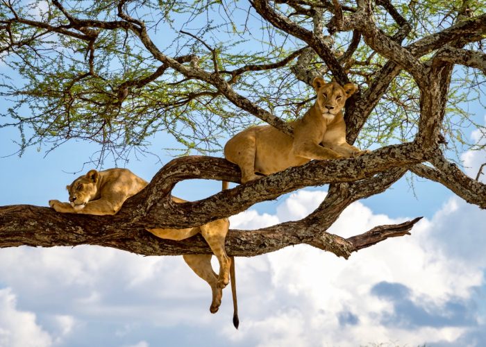 Sleeping and relaxing lions in a tree