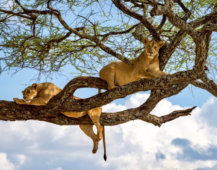 Sleeping and relaxing lions in a tree