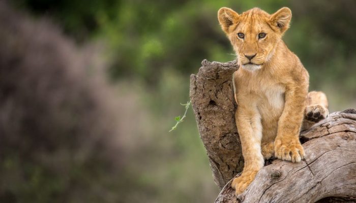 national park serengeti