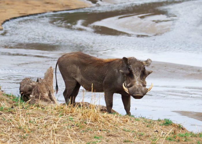 warthog